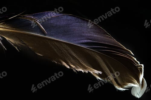 Preview: close up of purple and brown soft textured feather isolated on black