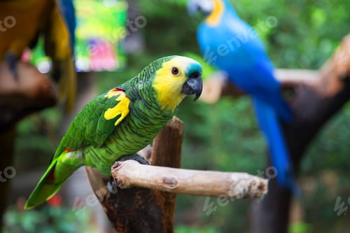 Preview: Parrot