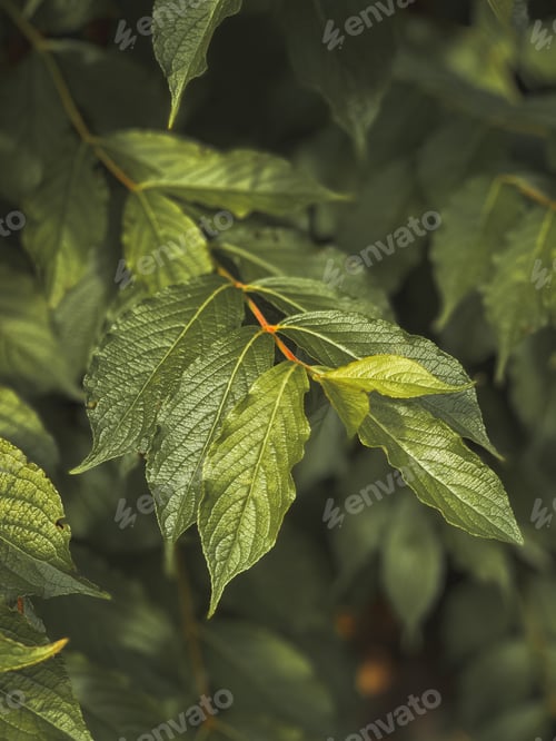 Preview: green leaves