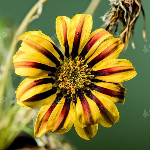 Preview: Blooming yellow Gazania on a green background