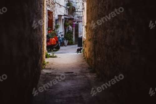 Preview: Colorful Old Town street perspective view in Trogir, Dalmatia, Croatia. Kitten in the stone street
