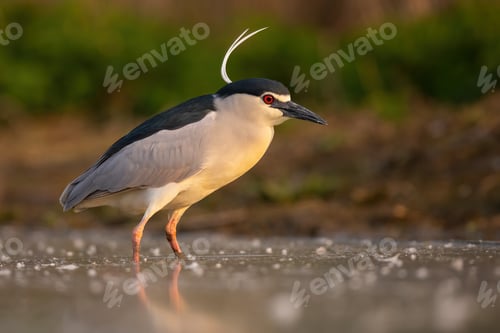 Preview: Black-crowned night heron standing in river in spring illuminated by evening sun
