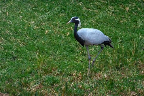 Preview: Demoiselle Crane bird (Grus virgo)
