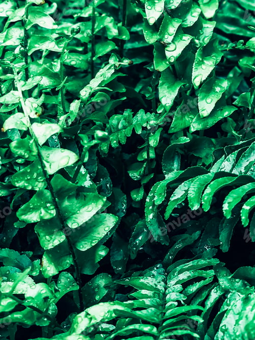 Preview: Houseplant green leaves background