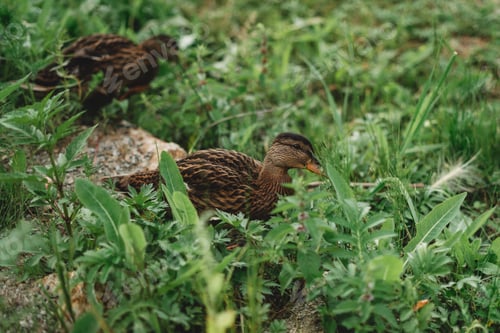 Preview: Ducks