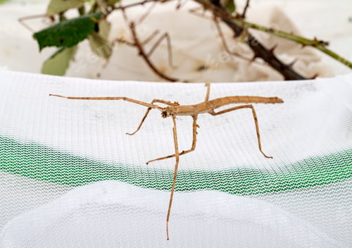 Preview: stick insect in studio