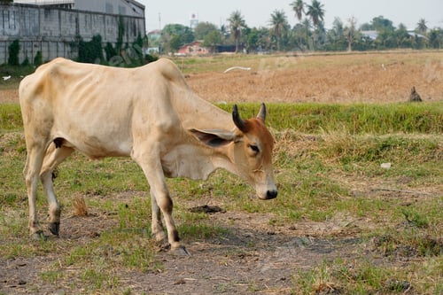 Preview: Cow in the green grass