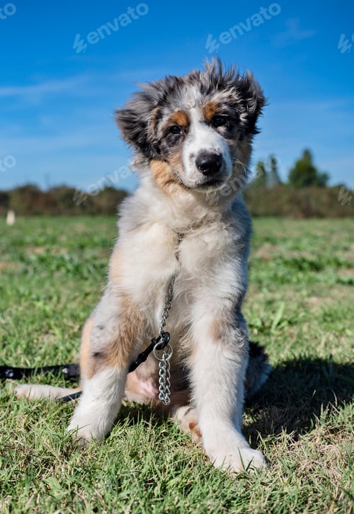 Preview: australian shepherd in obedience