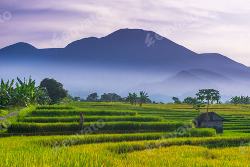 Preview: indonesia beauty landscape paddy fields in north bengkulu natural beautiful morning view from asia