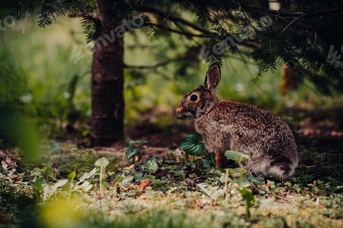 Preview: Rabbit outside in the wild under a tree