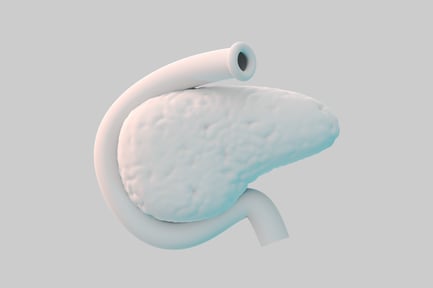 Preview: Human pancreas anatomy