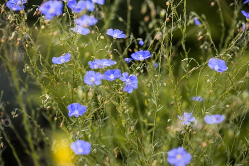 Preview: flax flower on grassy background. Agricultural field of industrial flax in stage