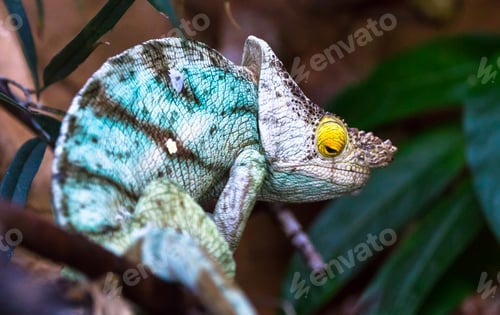 Preview: Parson's Chameleon in a Tree