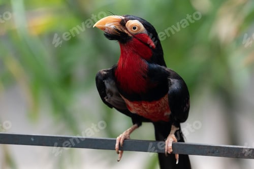Preview: Close-up shot of a bird called Bearded barbet perched on a rail