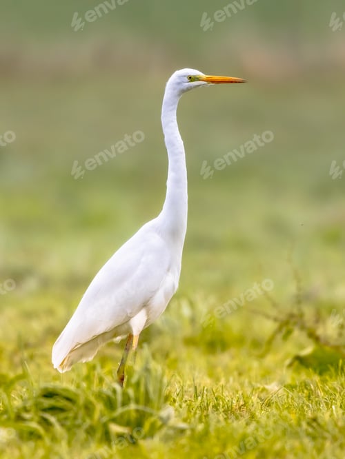 Preview: Great egret walkin on green bright background