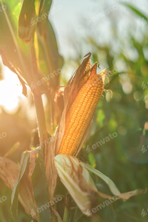 Preview: Ear of corn in the field