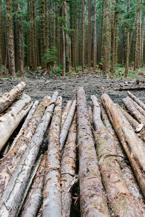 Preview: Recently cut logs of Sitka Spruce, Hoh Rainforest.