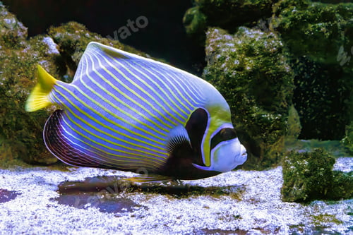 Preview: Emperor Angelfish, Pomacanthus Imperator In Aquarium With Coral Reef