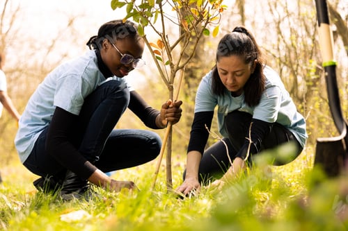 Preview: Team of environmentalists planting trees around the forest area for preservation