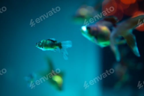 Preview: Fish swiming