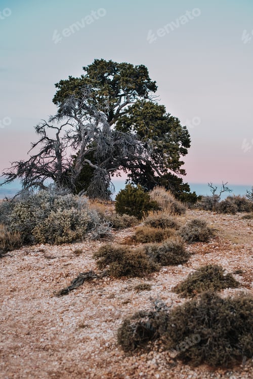 Preview: A tree at the Grand Canyon National Park during sunset
