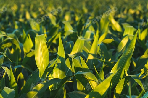 Preview: Corn field in sunset. Maize agriculture theme.