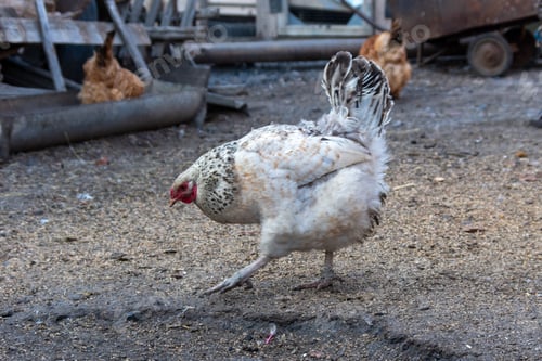 Preview: Colorful rooster in the backyard of the farm. A beautiful red cock with a red comb. Chicken farming