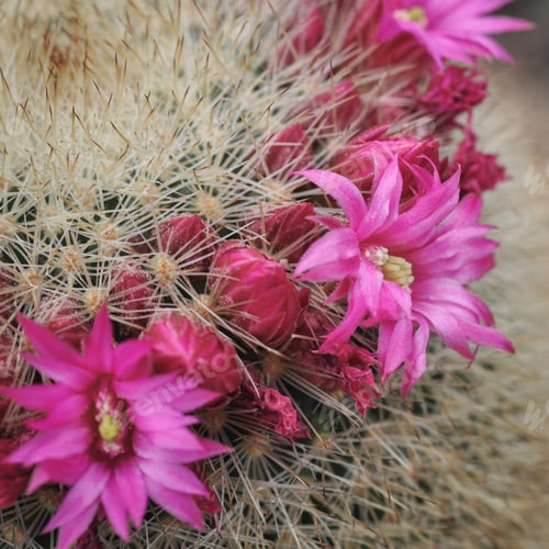 Preview: Cactus flowers