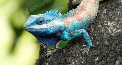 Preview: Blue crested lizard perched on a tree in a lush tropical environment, basking in the warm sunlight