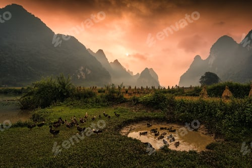Preview: Golden sunrise over Phong Nam valley with rice paddy field and flock of ducks in farmland
