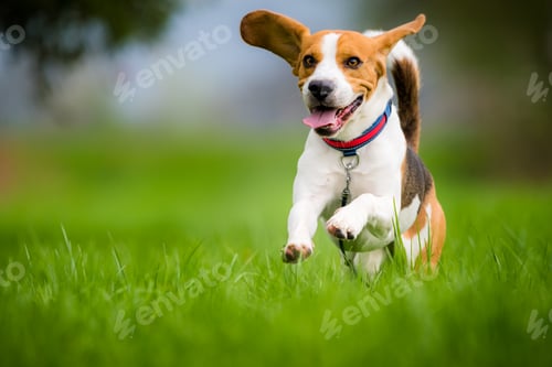 Preview: Beagle dog running through green field
