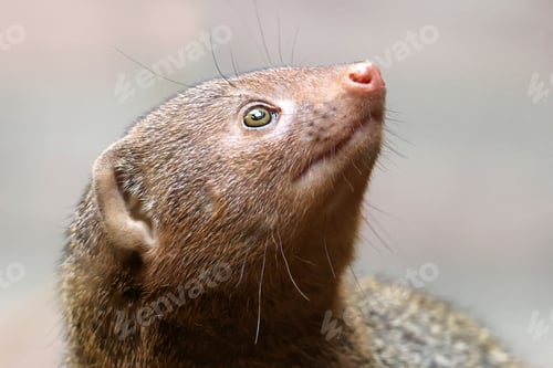 Preview: Mongoose (Helogale parvula) close up view