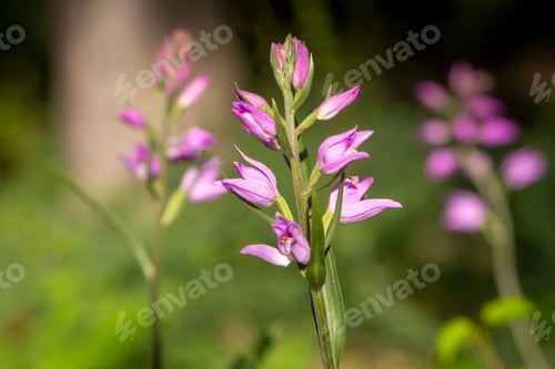Preview: Wild orchid species, Scientific name; Cephalanthera rubra