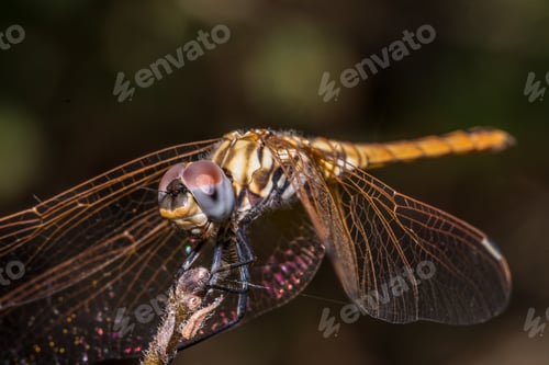 Preview: Selective focus shot of a cute dragonfly