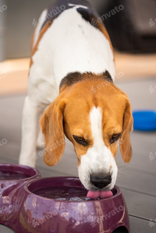 Preview: Beagle dog drinks water outside in sunny summer day