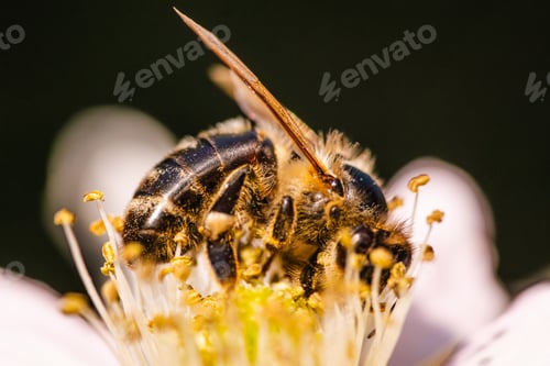 Preview: Closeup Honeybee on White Flower