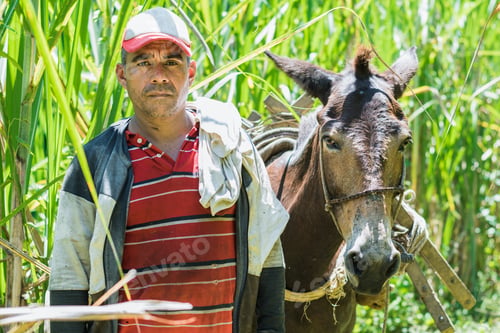 Preview: peasant cane farmer, standing with his mule, finishing his day's work after working as a muleteer