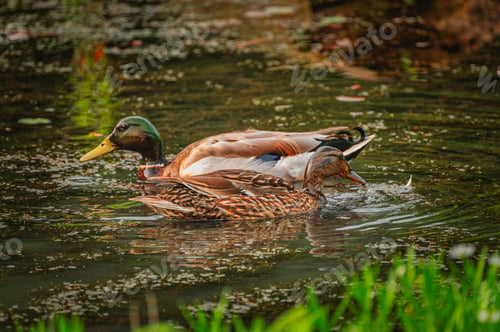 Preview: Ducks swimming in a calm pond surrounded by greenery on a sunny day