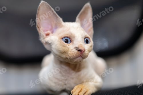 Preview: little cute devon rex kitten looking to the side