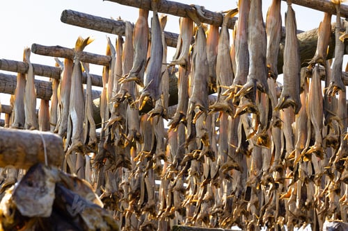 Preview: Close up of cod fish drying on traditional wooden racks in Lofoten Islands, Norway, Europe