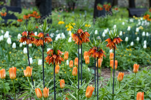 Preview: Pulsatilla vulgaris red blossoms in the garden in spring
