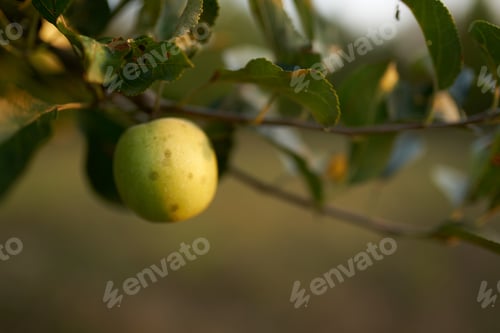 Preview: apples on the tree green grass summer nature fresh air