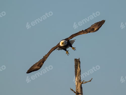 Preview: Majestic Bald Eagle soars through the air with a tree stump against a blue sky in the background.