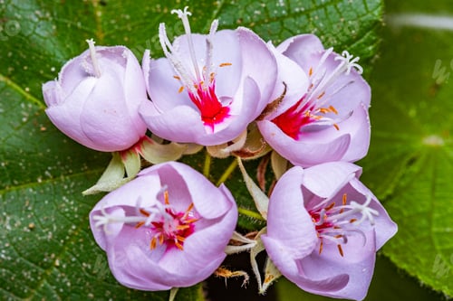 Preview: Flowers Floral Plants Petals Leaves Vegatations Green Kenya Farm