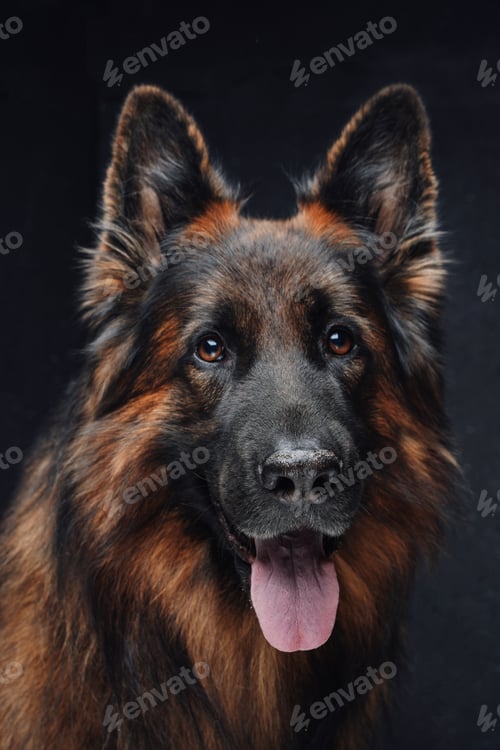 Preview: Purebred brown guard dog panting against dark background