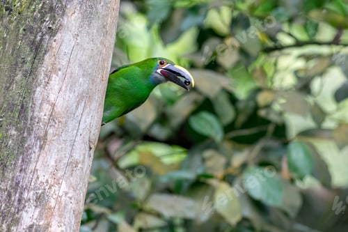 Preview: Emerald Toucanet (aulacorhynchus prasinus). Green bird with a fruit in its beak