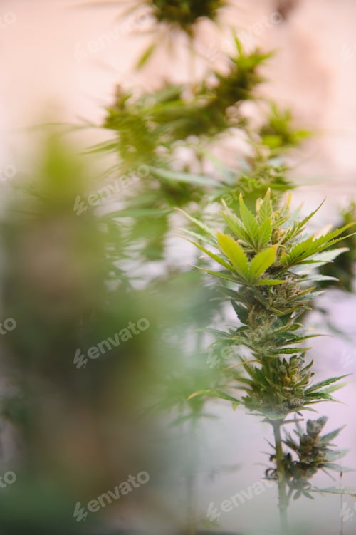 Preview: Hemp Marijuana flower Indoor growing. Home Cannabis grow operation.