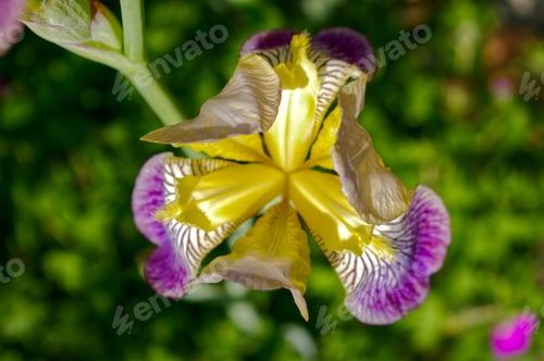 Preview: Closeup of a Hungarian iris flower in a sunny garden