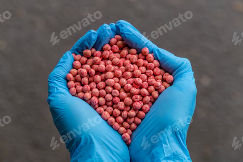 Preview: Close-up of a handful in the hands in the form of a heart etched soybean seeds