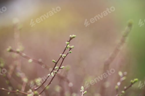 Preview: Plants In Winter Background Image